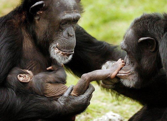 Chimpanzees’ rights would be good for us